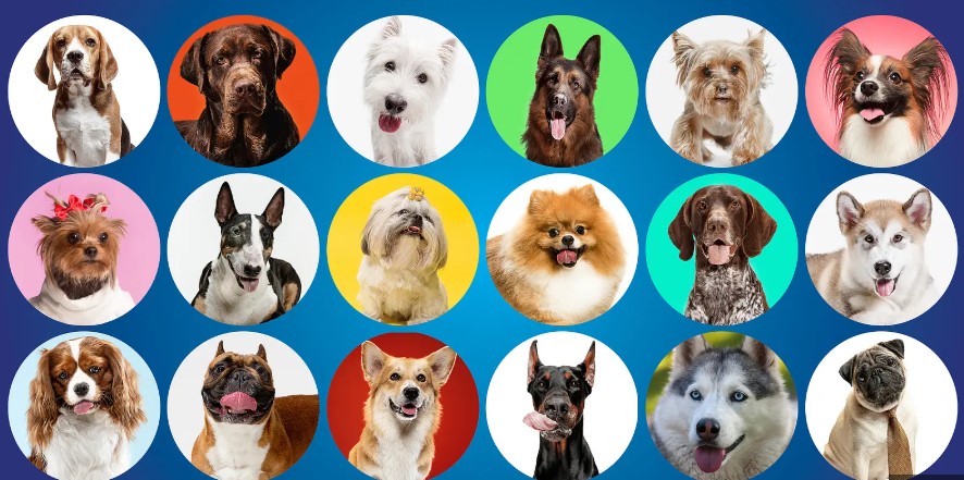 Paws and Popularity: Discovering the World's Favorite Dog Breeds